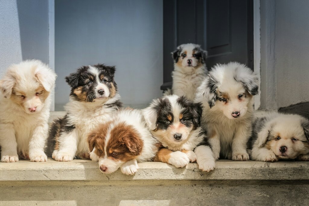 The Survival Guide for Multi-Pet Households: How to Help Dogs and Cats Live in Harmony